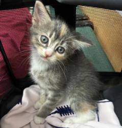 Shelter Stray Female Cat last seen Near Druid Hills Road, Brookhaven 30319, 30319, GA, 3280 Chamblee Dunwoody Rd, Chamblee, GA 30341, USA