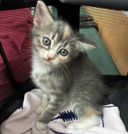 Shelter Stray Female Cat last seen Near Druid Hills Road, Brookhaven 30319, 30319, GA, 3280 Chamblee Dunwoody Rd, Chamblee, GA 30341, USA
