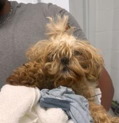 Shelter Stray Female Dog last seen Oldham Rd & Oakwood Rd, 64138, 64138, MO, Kansas City, MO 64132