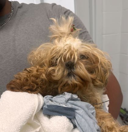 Shelter Stray Female Dog last seen Oldham Rd & Oakwood Rd, 64138, 64138, MO, Kansas City, MO 64132