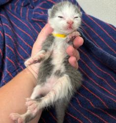 Shelter Stray Male Cat last seen Fraternity Row / Wellborn, City of College Station, TX, 5359 Leonard Rd, Bryan, TX 77807, USA
