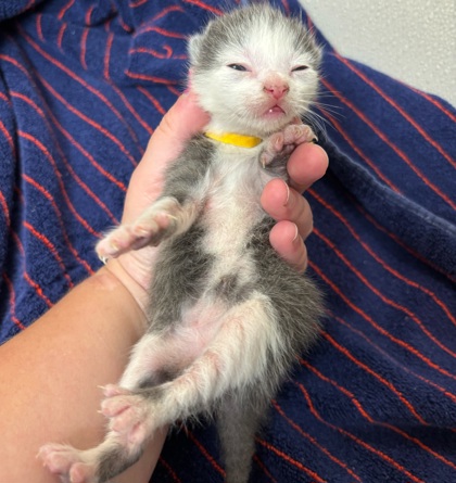 Shelter Stray Male Cat last seen Fraternity Row / Wellborn, City of College Station, TX, 5359 Leonard Rd, Bryan, TX 77807, USA