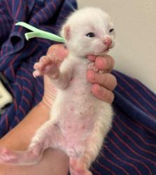 Shelter Stray Male Cat last seen Fraternity Row / Wellborn, City of College Station, TX, 5359 Leonard Rd, Bryan, TX 77807, USA