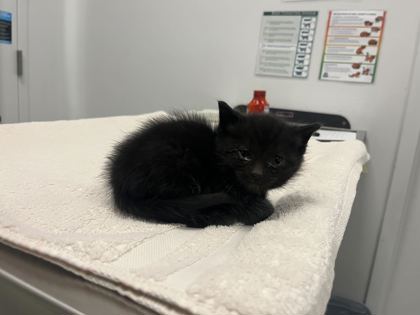 Shelter Stray Female Cat last seen E 41st and Garfield Ave, KCMO, 64130, 64130, MO, Kansas City, MO 64132