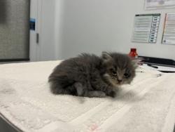 Shelter Stray Female Cat last seen E 41st and Garfield Ave, KCMO, 64130, 64130, MO, Kansas City, MO 64132