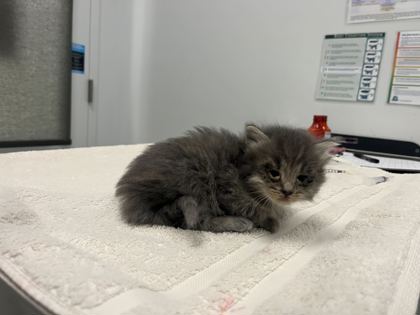 Shelter Stray Female Cat last seen E 41st and Garfield Ave, KCMO, 64130, 64130, MO, Kansas City, MO 64132