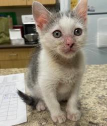 Shelter Stray Male Cat last seen Grassy Ct, 43460, OH, Maumee, OH 43537