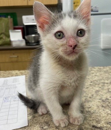 Shelter Stray Male Cat last seen Grassy Ct, 43460, OH, Maumee, OH 43537