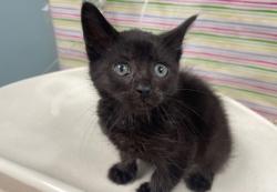 Shelter Stray Male Cat last seen Grassy Ct, 43460, OH, Maumee, OH 43537