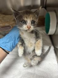 Shelter Stray Female Cat last seen Near Crosland Court West, North Charleston, SC, 2455 Remount Rd, North Charleston, SC 29406, USA