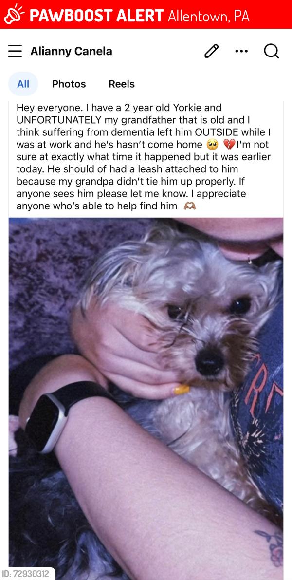 Lost Male Dog last seen 15th and chew , Allentown, PA 18102