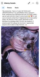 Lost Male Dog last seen 15th and chew , Allentown, PA 18102
