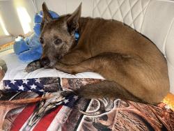 Reunited Male Dog last seen rocking x ranch , Granbury, TX 76048