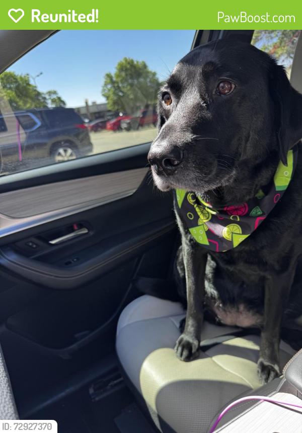 Reunited Female Dog last seen reserve apartmemts, Wolfforth, TX 79382