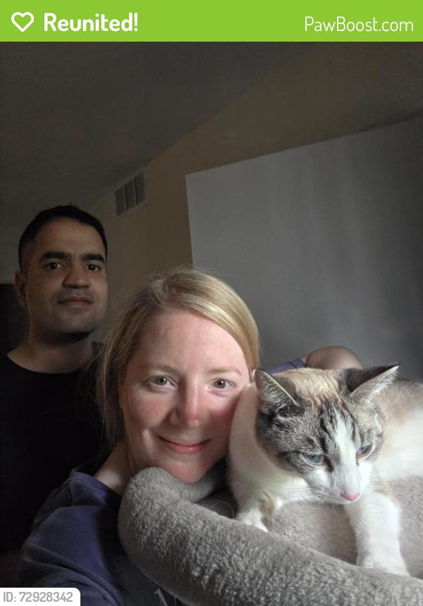 Reunited Male Cat last seen Meadowlawn drive and heinens , Mentor, OH 44060