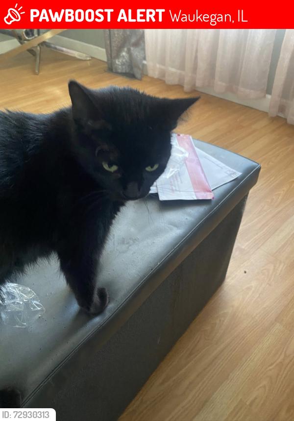 Lost Female Cat last seen Last seen in the area of Dakota Rd, Waukegan (60087), near the closest cross street., Waukegan, IL 60085