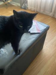 Lost Female Cat last seen Last seen in the area of Dakota Rd, Waukegan (60087), near the closest cross street., Waukegan, IL 60085