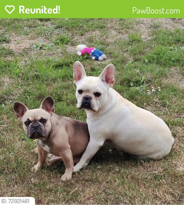 Reunited Male Dog last seen Crestway, Converse, TX 78109