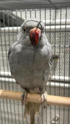 Lost Male Bird last seen 68th street and Polk street by the Little Einsteins early learning center., Guttenberg, NJ 07093