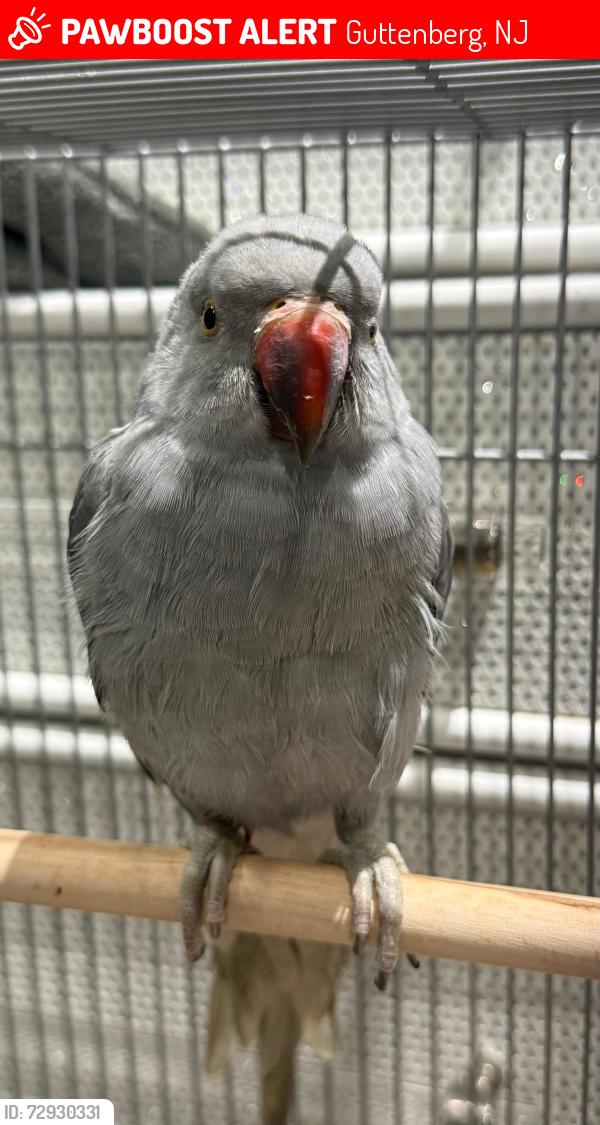 Lost Male Bird last seen 68th street and Polk street by the Little Einsteins early learning center., Guttenberg, NJ 07093