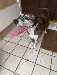 Found/Stray Female Dog last seen Lutz lake feen and holly, Lutz, FL 33548