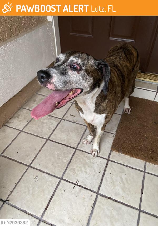 Found/Stray Female Dog last seen Lutz lake feen and holly, Lutz, FL 33548