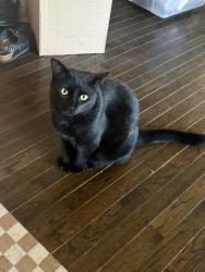 Reunited Male Cat last seen Walnut St & Walrond Ave, Kansas City, MO 64117