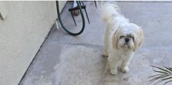 Reunited Male Dog last seen Mount Miguel park, Chula Vista, CA 91914
