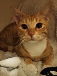 Reunited Male Cat last seen Livingstone Rd , Marrickville, NSW 2204