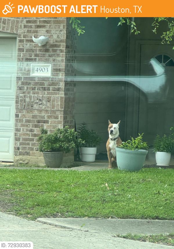 Found/Stray Unknown Dog last seen Greenhouse and Clay, Houston, TX 77084