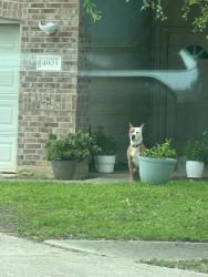 Found/Stray Unknown Dog last seen Greenhouse and Clay, Houston, TX 77084