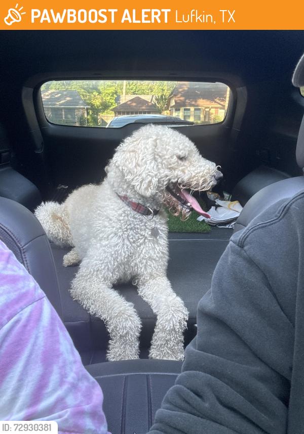 Found/Stray Male Dog last seen Woodland and Copeland, Lufkin, TX 75904