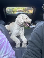 Found/Stray Male Dog last seen Woodland and Copeland, Lufkin, TX 75904
