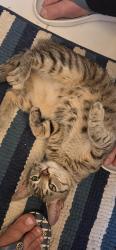Reunited Female Cat last seen 79th St and 20th Ave, Brooklyn NY, Brooklyn, NY 11214