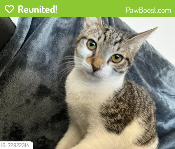 Reunited Female Cat last seen Hastings drive , Whittier, CA 90605