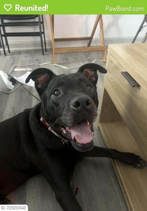 Reunited Female Dog last seen Inside the Wildwood Ridge apmt complex, Atlanta, GA 30339