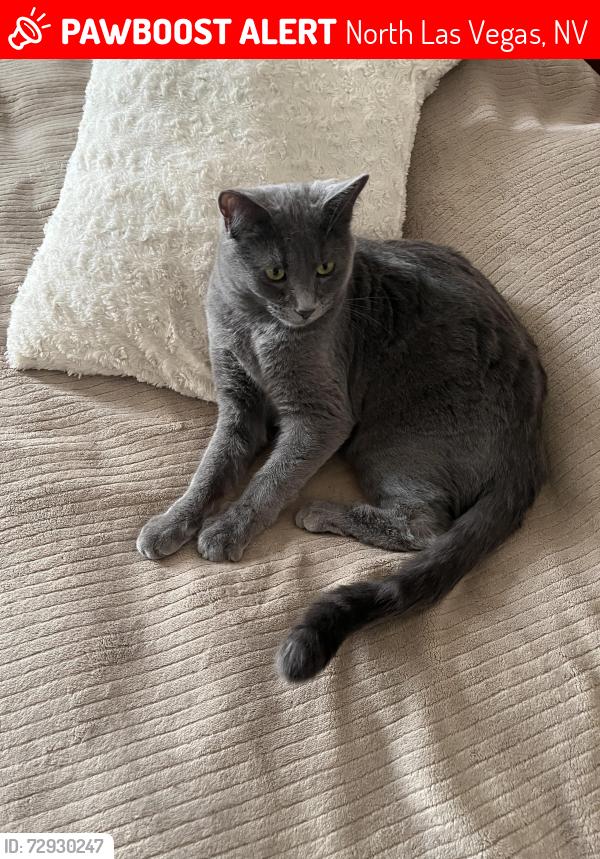 Lost Male Cat last seen Simmons and Emeritus , North Las Vegas, NV 89032