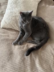 Lost Male Cat last seen Simmons and Emeritus , North Las Vegas, NV 89032
