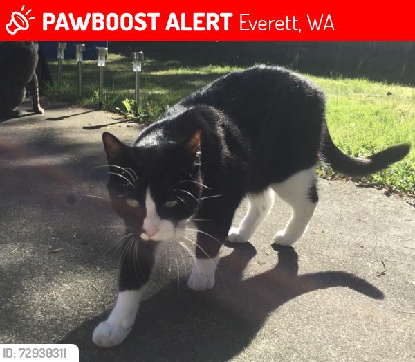 Lost Male Cat last seen Larlin Drive & Panaview Blvd, Everett, WA 98203
