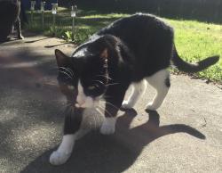 Lost Male Cat last seen Larlin Drive & Panaview Blvd, Everett, WA 98203