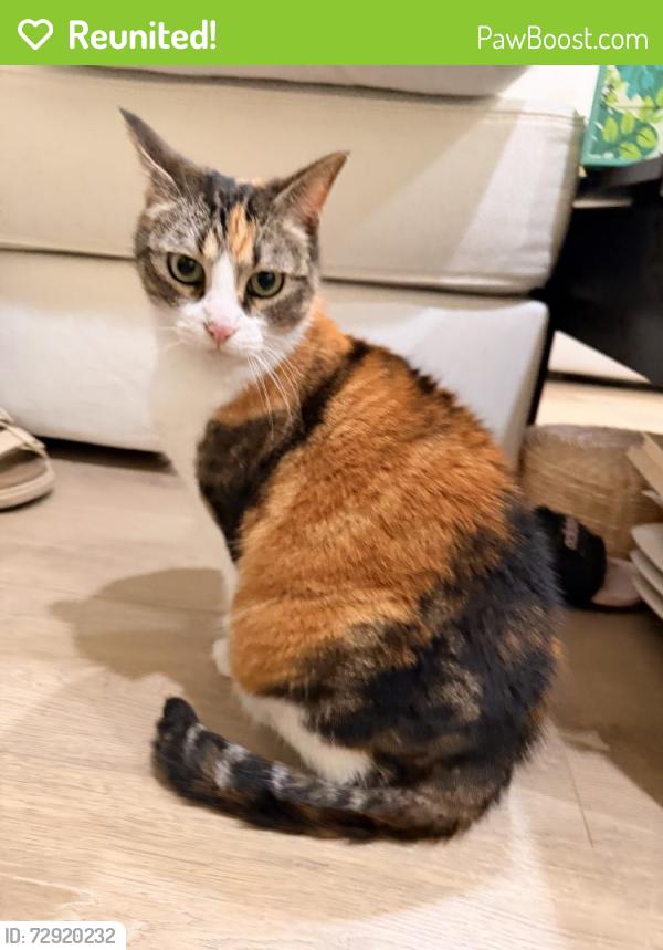 Reunited Unknown Cat last seen 13th and 83rd, Seattle, WA 98117
