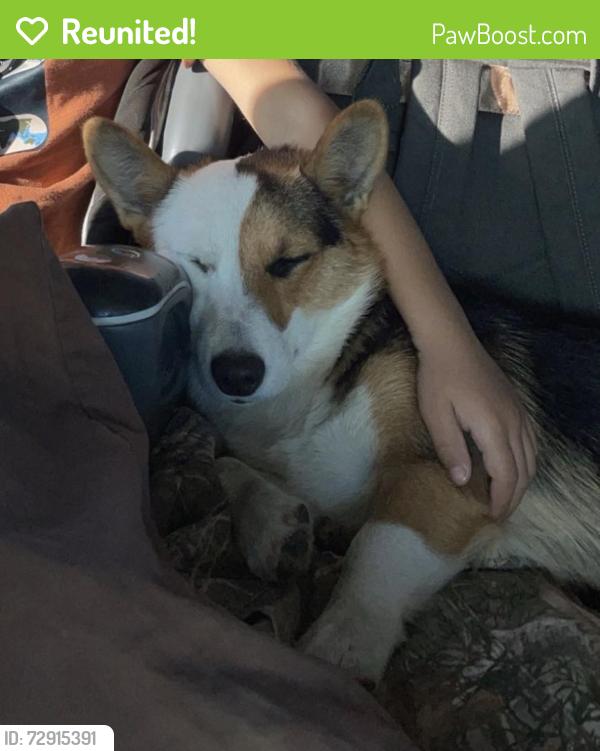 Reunited Female Dog last seen Near VZCR 3812 Wills Point, Terrell, TX 75161