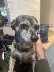 Reunited Male Dog last seen Near Alcatraz avenue, Berkeley, CA 94702