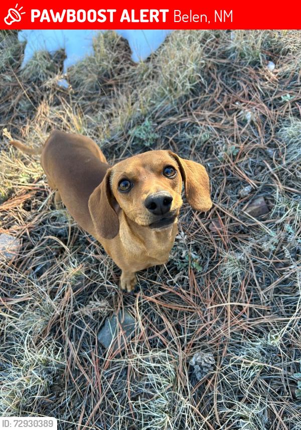 Lost Male Dog last seen Near belen bridge going down towards river park, Belen, NM 87002
