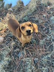 Lost Male Dog last seen Near belen bridge going down towards river park, Belen, NM 87002