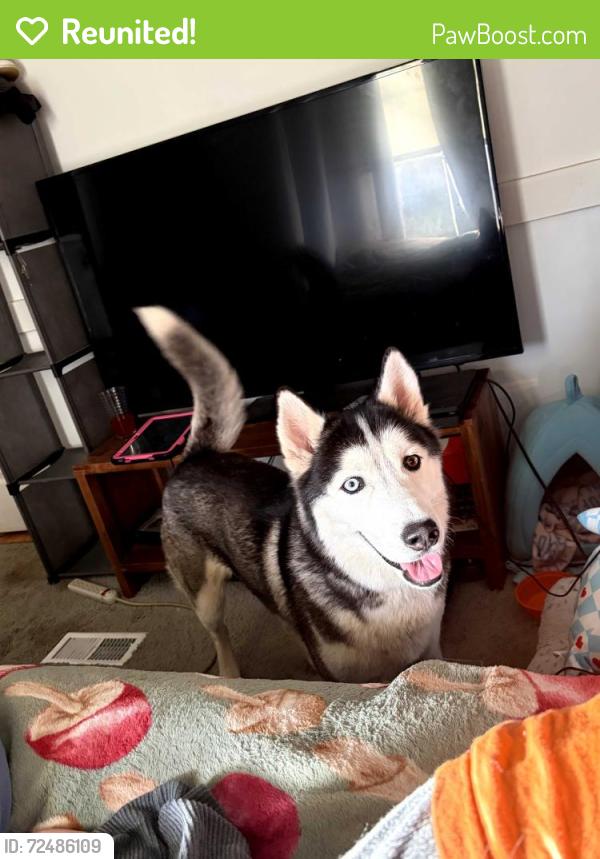 Reunited Male Dog last seen Steele Dr , Hampton, GA 30228
