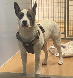 Shelter Stray Female Dog last seen Near Eastgate, San Diego, CA, 92037, San Diego, CA 92110