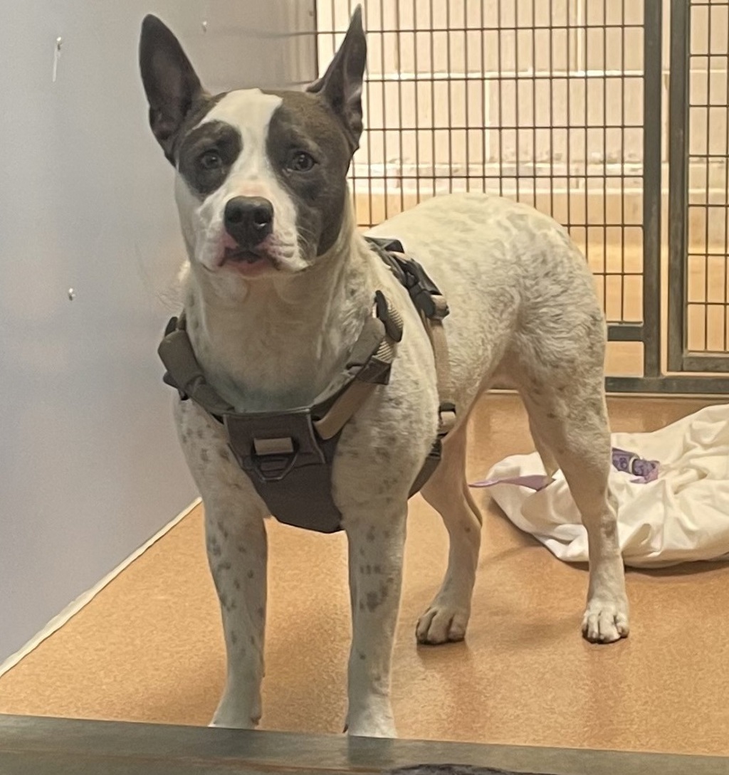 Shelter Stray Female Dog last seen Near Eastgate, San Diego, CA, 92037, San Diego, CA 92110