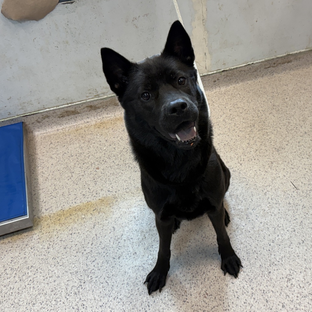 Shelter Stray Female Dog last seen E 181st Street, BRONX, NY, 10457, New York, NY 10029
