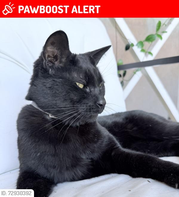 Lost Male Cat last seen Ameluxen and Shadybend Dr, Hacienda Heights, CA 91745